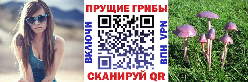 Галлюциногенные грибы Psilocybe  блэк спрут ТОР  Рязань  что такое  